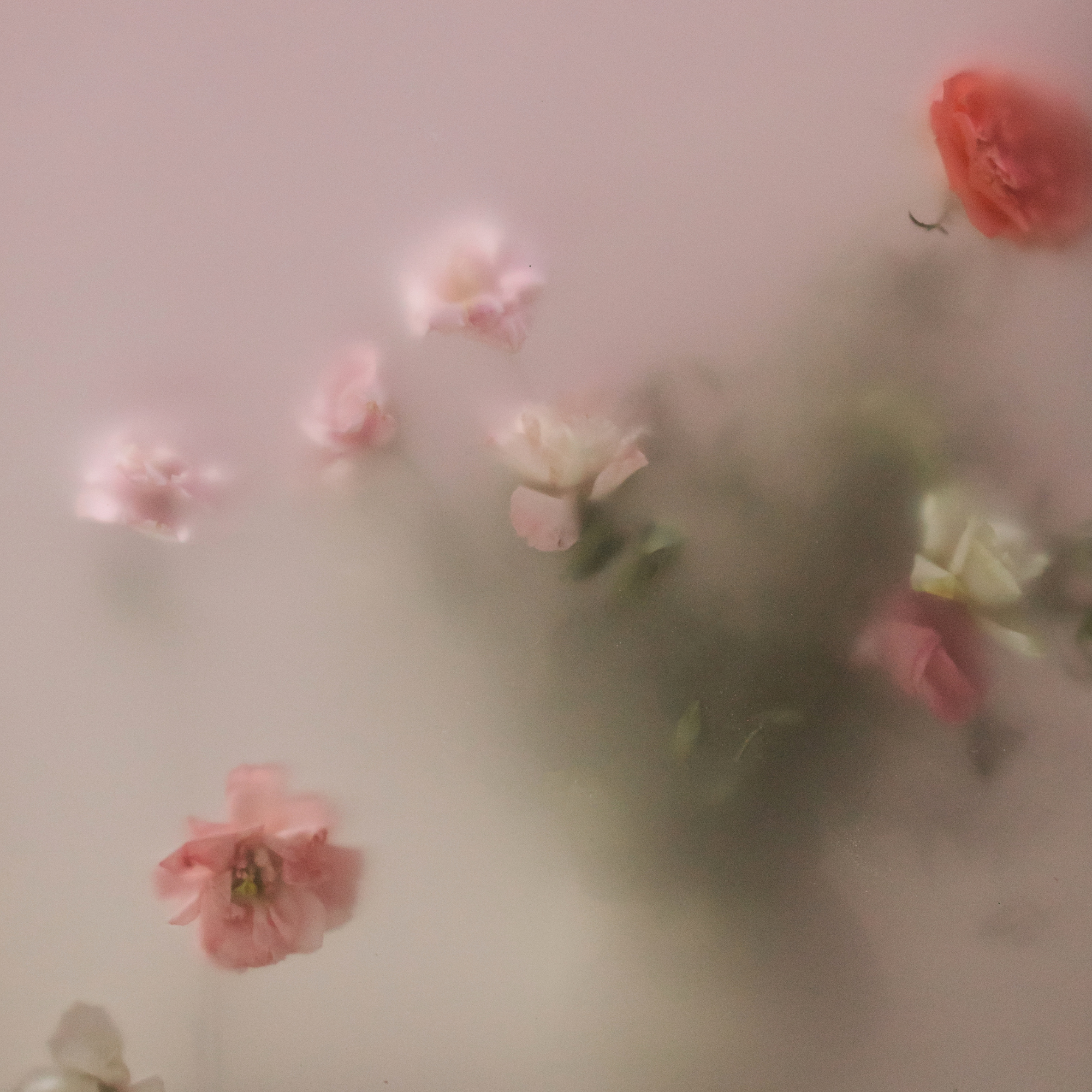 multicoloured flowers